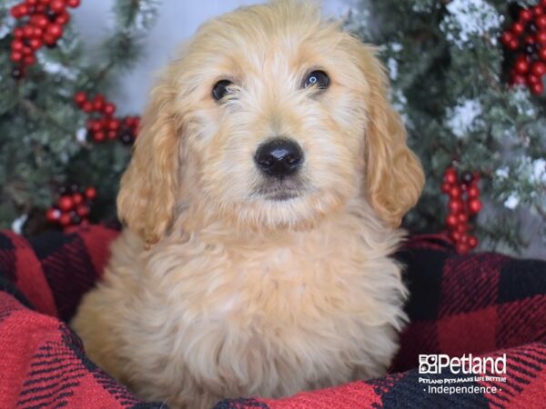 Goldendoodle-DOG-Male-Red-3392-Petland Lee's Summit, MO