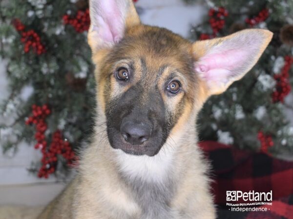 German Shepherd-DOG-Male-Sable-3405-Petland Lee's Summit, MO