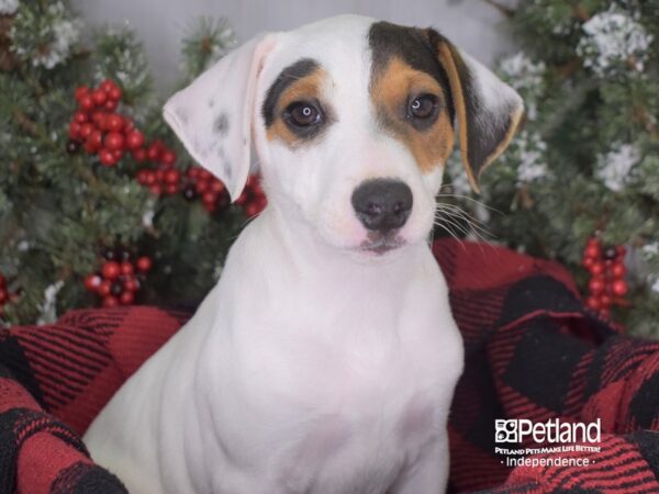 Jack Russell Terrier-DOG-Male-White and Brown-3402-Petland Lee's Summit, MO