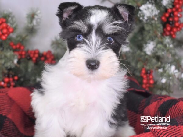 Miniature Schnauzer-DOG-Male-Black and White-3422-Petland Lee's Summit, MO