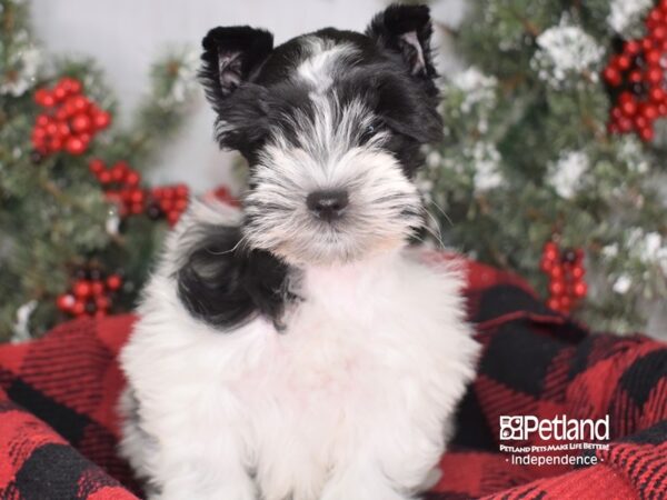 Miniature Schnauzer-DOG-Female-Black and White-3423-Petland Lee's Summit, MO