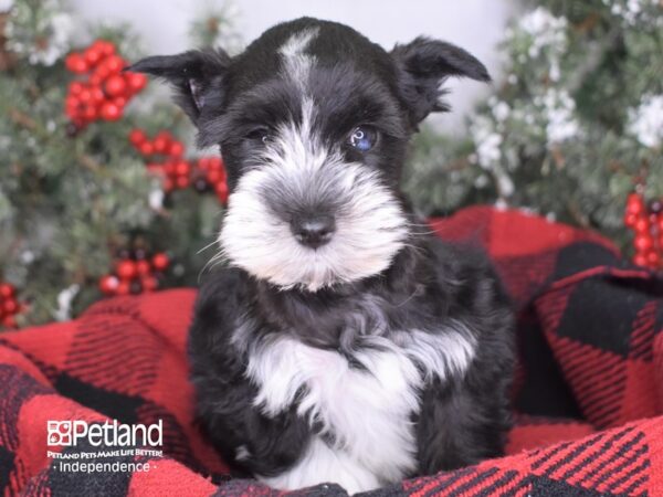 Miniature Schnauzer-DOG-Female-Black and White-3424-Petland Lee's Summit, MO