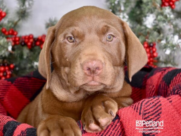 Labrador Retriever-DOG-Male-Chocolate-3428-Petland Lee's Summit, MO