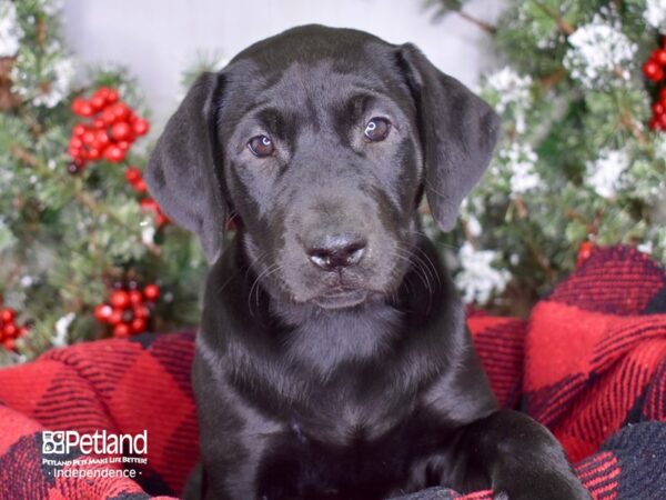 Labrador Retriever-DOG-Female-Black-3429-Petland Lee's Summit, MO
