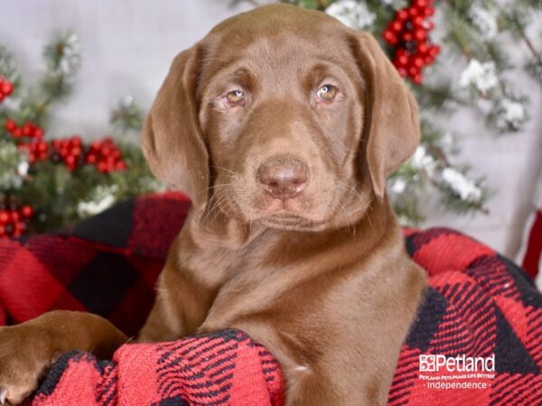 Labrador Retriever-DOG-Female-Chocolate-3430-Petland Lee's Summit, MO