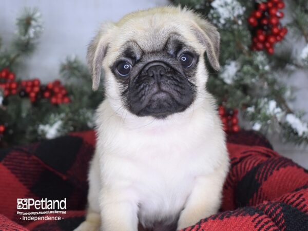 Pug-DOG-Male-Fawn-3431-Petland Lee's Summit, MO