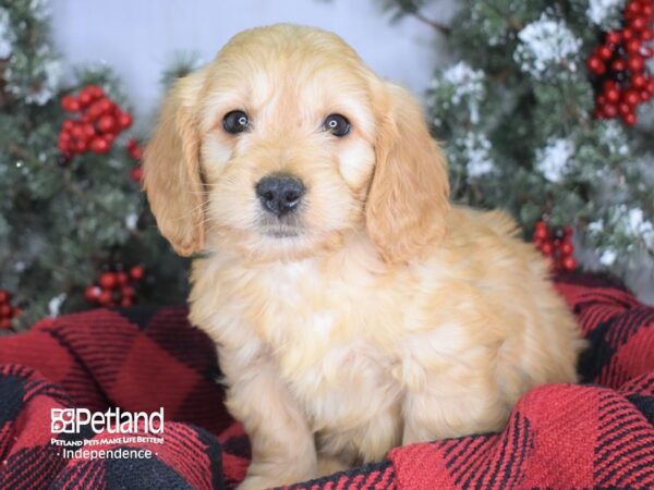 Miniature Goldendoodle-DOG-Male-Gold-3425-Petland Lee's Summit, MO