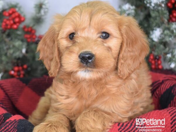 Miniature Goldendoodle-DOG-Female-Red-3426-Petland Lee's Summit, MO