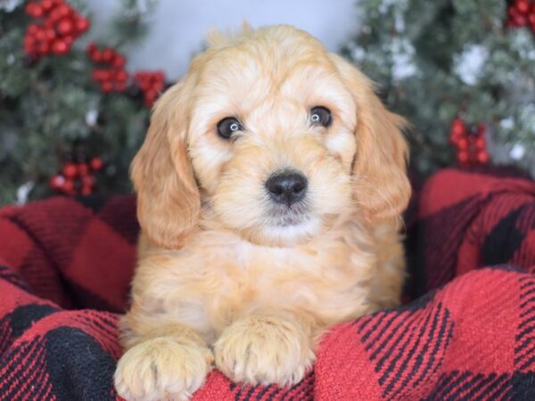 Miniature Goldendoodle-DOG-Female-Gold-3427-Petland Lee's Summit, MO
