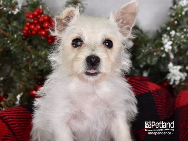West Highland White Terrier-DOG-Female-White-3432-Petland Lee's Summit, MO