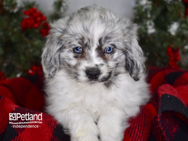 Pomeranian / Cocker Spaniel-DOG-Male-Blue Merle-3433-Petland Lee's Summit, MO