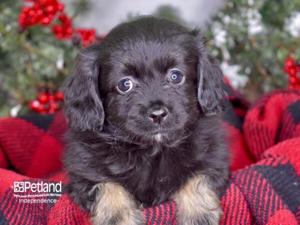 Pomeranian / Cocker Spaniel-DOG-Female-Black and Tan-3436-Petland Lee's Summit, MO