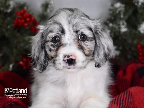 Pomeranian / Cocker Spaniel-DOG-Female-Blue Merle-3435-Petland Lee's Summit, MO