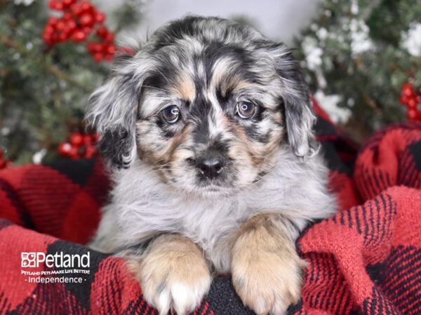 Pomeranian / Cocker Spaniel-DOG-Female-Blue Merle-3434-Petland Lee's Summit, MO