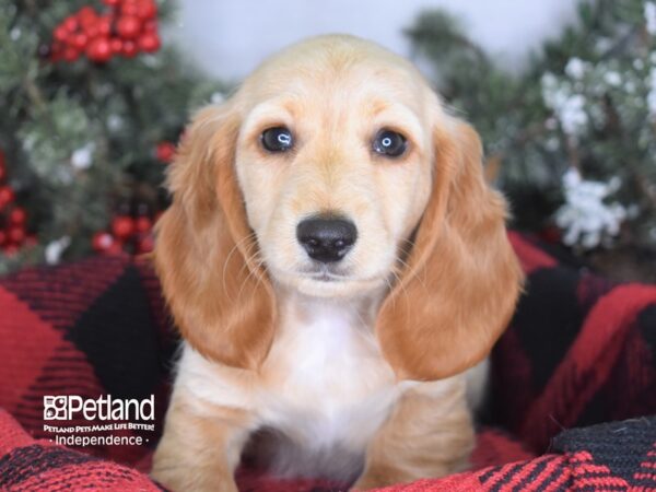 Dachshund-DOG-Male-Fawn (Isabella) and Tan-3449-Petland Lee's Summit, MO