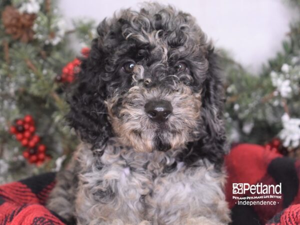 Goldendoodle-DOG-Female-Blue Merle-3438-Petland Lee's Summit, MO