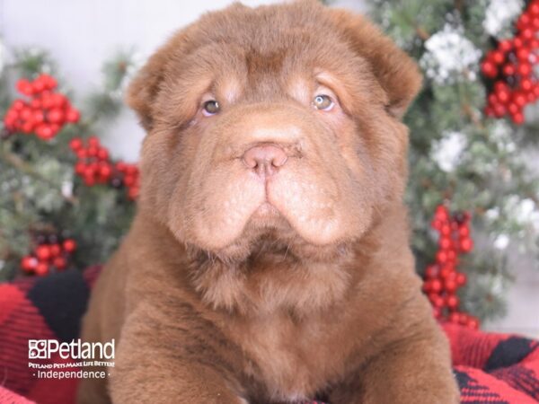 Shar Pei-DOG-Female-Chocolate-3437-Petland Lee's Summit, MO
