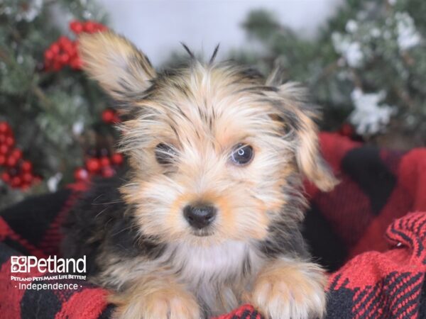 Yorkshire Terrier-DOG-Female-Black & Gold Parti-3443-Petland Lee's Summit, MO