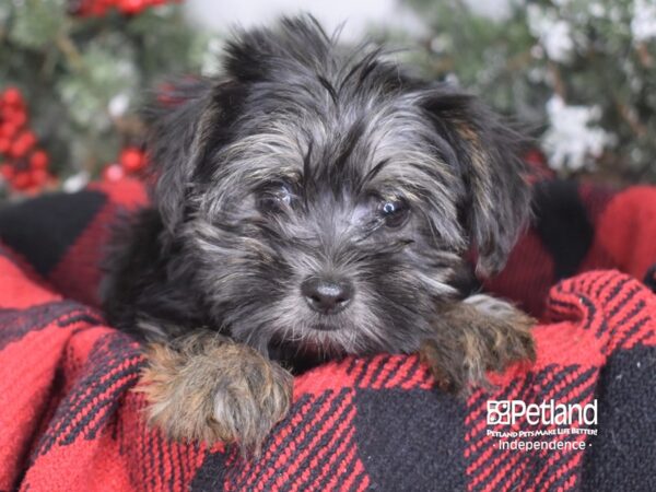 Yorkshire Terrier-DOG-Male-Black & Gold-3441-Petland Lee's Summit, MO