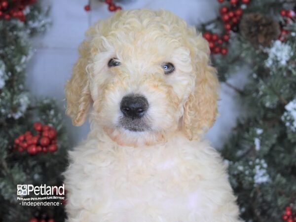 Goldendoodle-DOG-Female-Platinum-3439-Petland Lee's Summit, MO