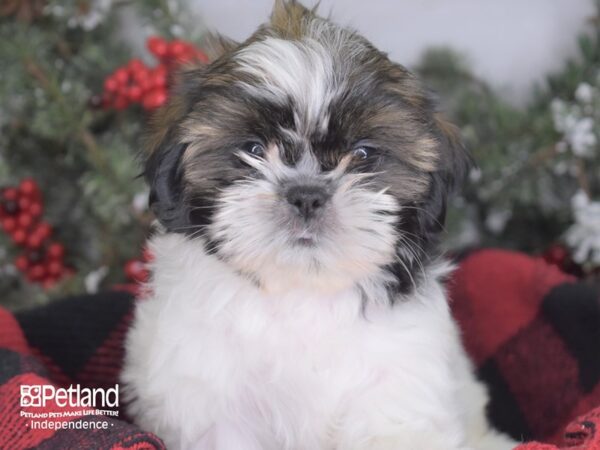 Shih Tzu-DOG-Female-Gold & White-3444-Petland Lee's Summit, MO