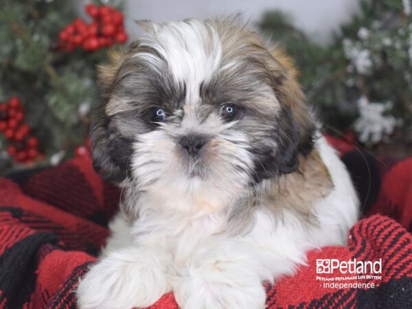 Shih Tzu-DOG-Male-Gold & White-3447-Petland Lee's Summit, MO