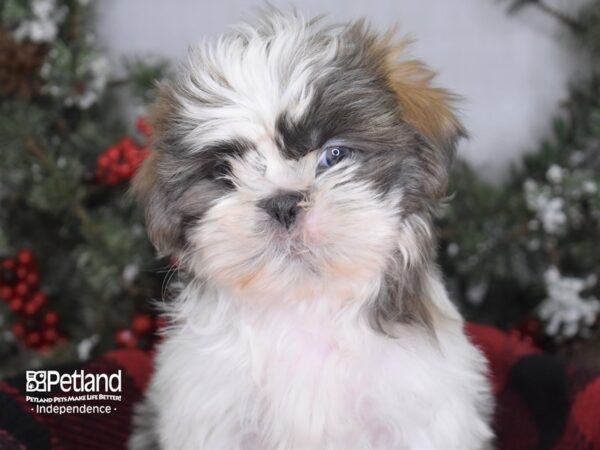 Shih Tzu-DOG-Female-Blue & White-3446-Petland Lee's Summit, MO