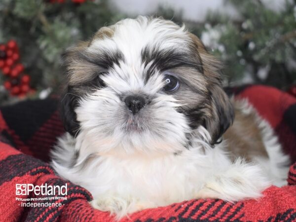 Shih Tzu-DOG-Female-Gold & White-3445-Petland Lee's Summit, MO