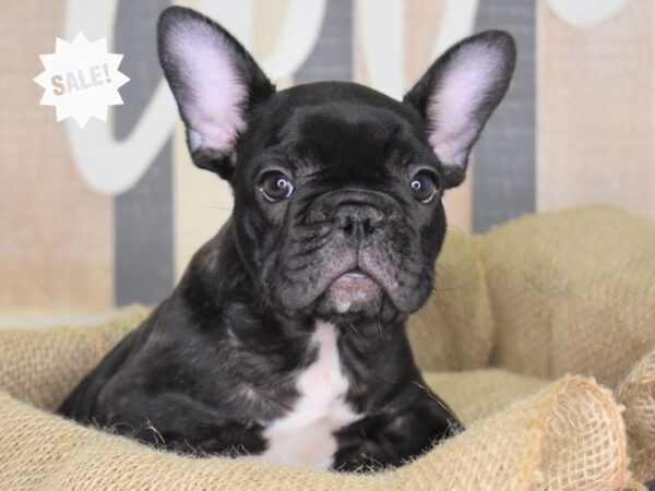 French Bulldog-DOG-Male-Black Brindle-3268-Petland Lee's Summit, MO