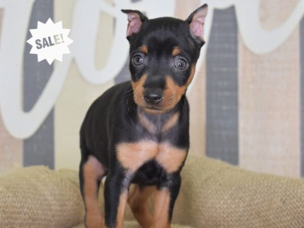 Miniature Pinscher-DOG-Male-Black and Tan-3269-Petland Lee's Summit, MO