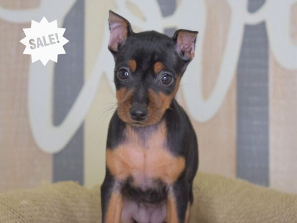 Miniature Pinscher-DOG-Female-Black and Tan-3270-Petland Lee's Summit, MO