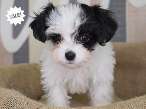 Maltipoo-DOG-Female-Black and White-3279-Petland Lee's Summit, MO