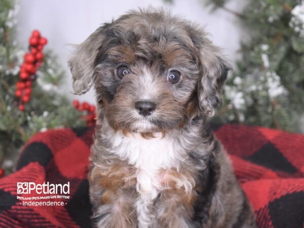 Cavapoo-DOG-Male-Blue Merle-3455-Petland Lee's Summit, MO