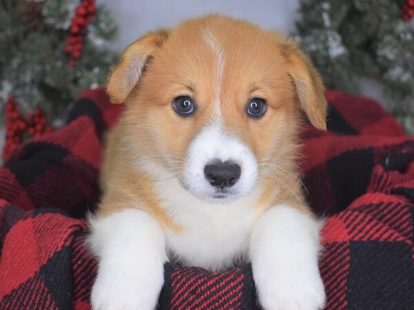 Pembroke Welsh Corgi-DOG-Male-Red & White-3451-Petland Lee's Summit, MO