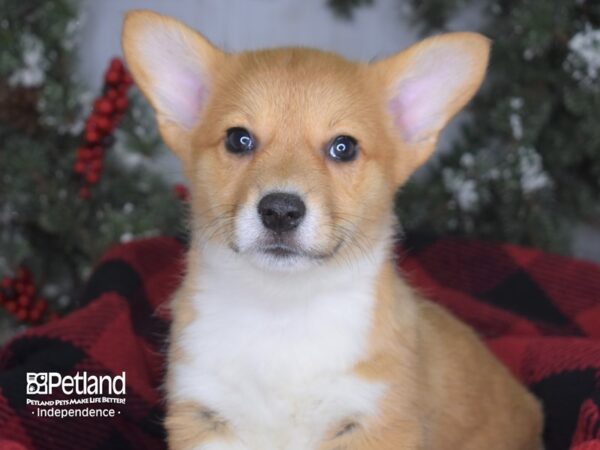 Pembroke Welsh Corgi-DOG-Female-Red & White-3454-Petland Lee's Summit, MO