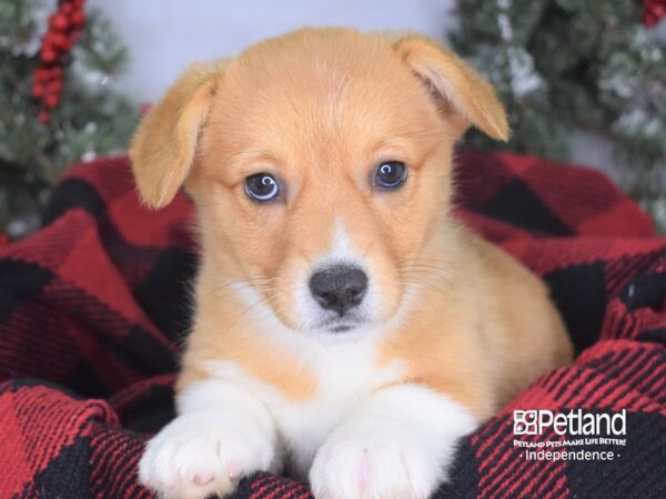 Pembroke Welsh Corgi-DOG-Female-Red & White-3453-Petland Lee's Summit, MO