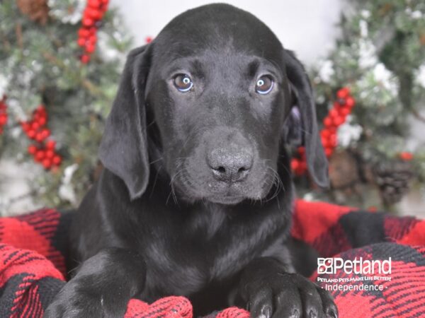 Labrador Retriever-DOG-Male-Black-3484-Petland Lee's Summit, MO
