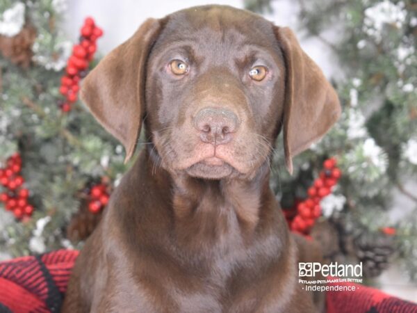 Labrador Retriever-DOG-Male-Chocolate-3485-Petland Lee's Summit, MO