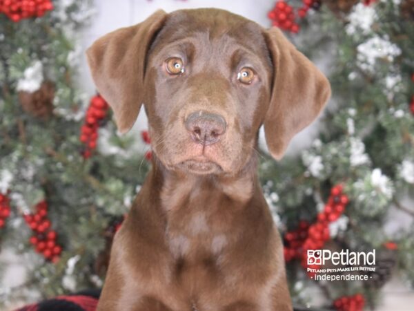 Labrador Retriever-DOG-Female-Chocolate-3486-Petland Lee's Summit, MO