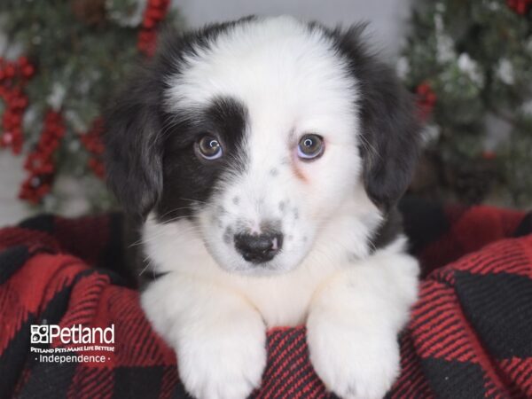 Cardigan Welsh Corgi-DOG-Female-Black and White-3478-Petland Lee's Summit, MO
