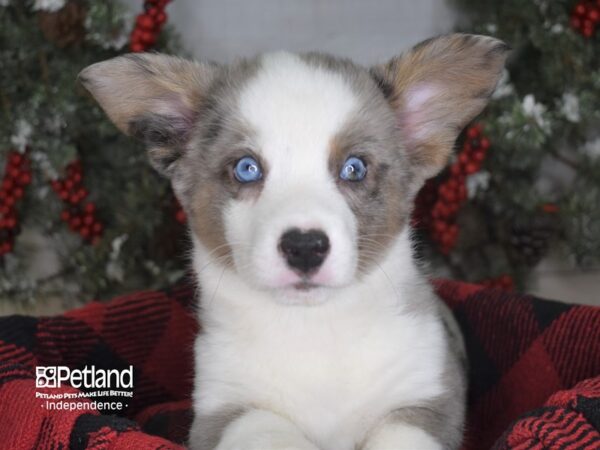 Cardigan Welsh Corgi-DOG-Male-Blue Merle-3477-Petland Lee's Summit, MO