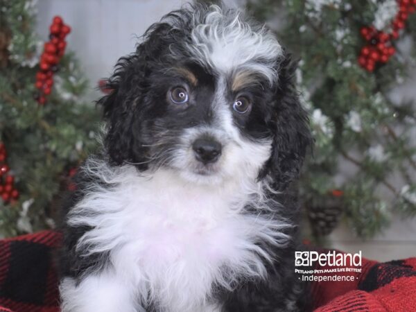 Mini Aussiedoodle-DOG-Male-Black and White-3476-Petland Lee's Summit, MO