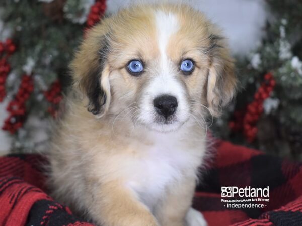 Mini Aussiedoodle-DOG-Male-Red Merle-3474-Petland Lee's Summit, MO