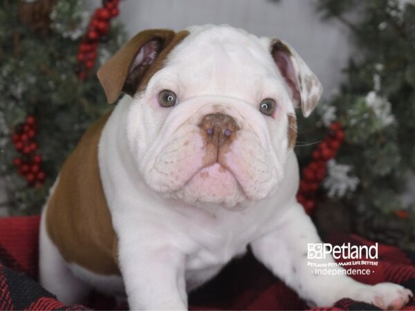 English Bulldog-DOG-Male-White and Tan-3470-Petland Lee's Summit, MO