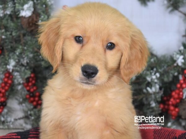 Golden Retriever-DOG-Female-Golden-3473-Petland Lee's Summit, MO