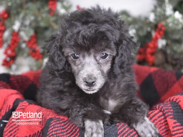Toy Poodle-DOG-Female-Black-3466-Petland Lee's Summit, MO