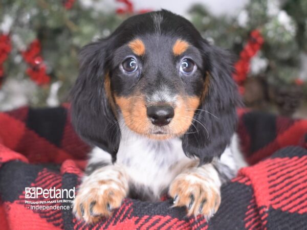 Dachshund-DOG-Male-Black & Tan Piebald-3458-Petland Lee's Summit, MO