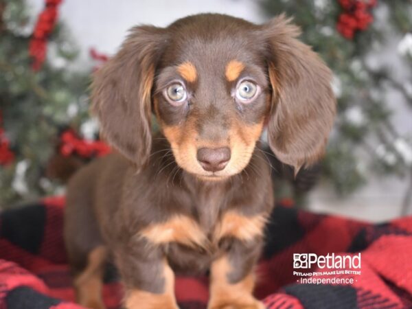 Dachshund-DOG-Female-Black & Tan, Longhaired-3459-Petland Lee's Summit, MO