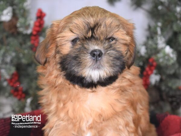 Shih Tzu-DOG-Female-Sable-3479-Petland Lee's Summit, MO