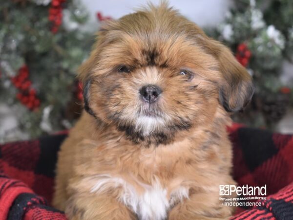 Shih Tzu-DOG-Female-Sable and White-3483-Petland Lee's Summit, MO